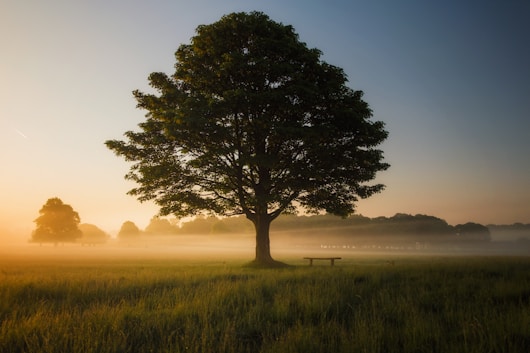 Arbres du souvenir